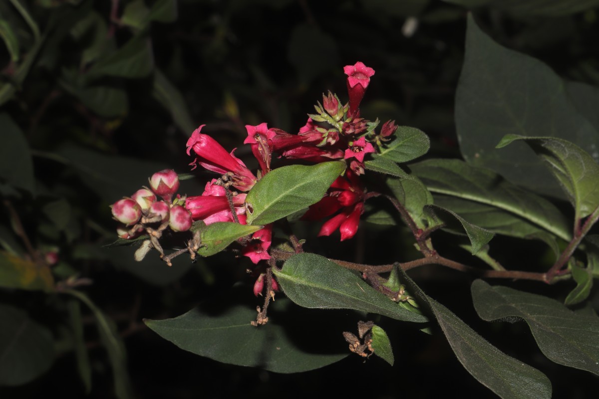 Cestrum elegans (Brongn. ex Neumann) Schltdl.